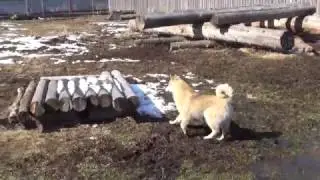 Шамур  сын Урги и Шамана 6 месяцев