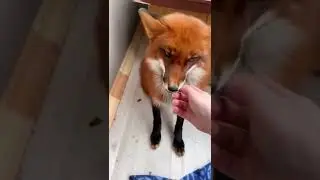 В доме ЛИСА #happy #fox