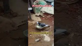 খুব সুন্দর একটা কবুতরের জোড়া !!! #blog #myfirstvlog #pigion #video #shorts