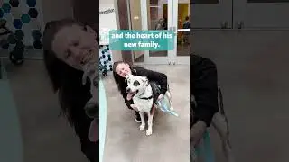 Dog Who Had Been Waiting 236 Days Finally Gets Adopted
