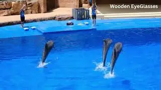 Dolphins Are Social Mammals | Episode – 02