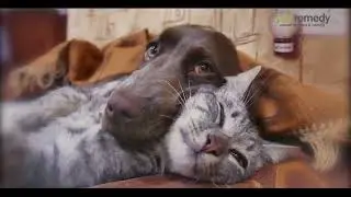 Pet Remedy TV Ad Short