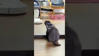 funny cat😸 clean mirror👌😆