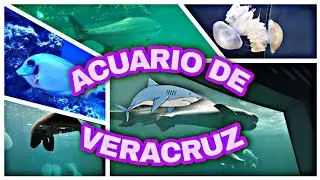 ¡ACUARIO DE VERACRUZ! (Tiburones, tortugas, peces, mantarrayas, pingüinos y más) 🦈🐠🐡🐟🐢🐧