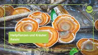 Reishi – Everything you should know about its effects.