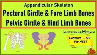 LECTURE  -8 |APPENDICULAR SKELETON | GIRDLES BONES AND LIMBS BONES