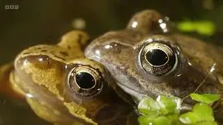 Common Frogs on Springwatch (2023)