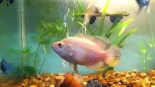 Pelea de peces ciclidos http://youtu.be/QhX5hRjbnZ8