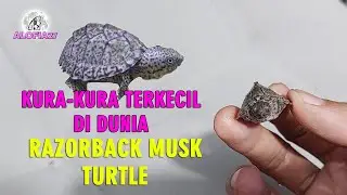 Kura-kura terkecil di dunia, Razorback musk Turtle