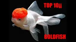 💗😍🐠🐟TOP 10 THE MOST BEAUTIFUL AND CRAZY GOLDFISH 💗😍🐠🐟