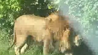 Awakening lion