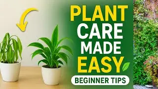 7 Indoor House Plant healthy Tips 🌿 Beginner’s Guide (USA, Canada, Australia, UK)
