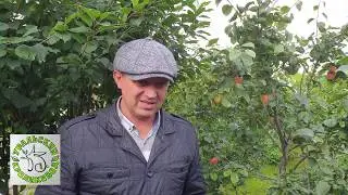 Яблочный уксус! Главный помощник кролиководу!!!