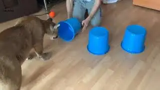 Puma playing the shell game