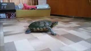 Мася вышла погулять^^
