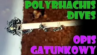 [Mrówki/Opis Gatunkowy] Polyrhachis dives - Prządka aksamitna