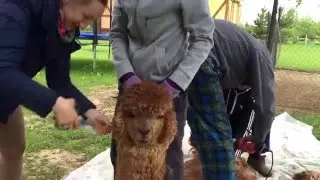 Alpaca's shearing in Russia