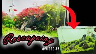 The Iwagumi rescapeing ADA45P|| Afsha's fish world kolkata|| #aquarium #aquascape  #plantedaquarium