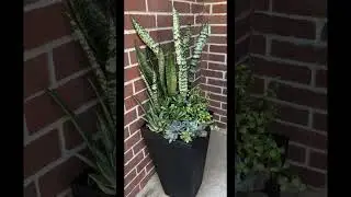planta espada San Miguel 0 lengua de suegra #