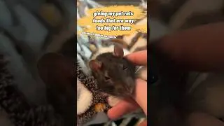 Giving My Pet Rats Foods That Are Way Too Big For Them - Part 3