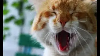 Происхождение и Факты о кошках