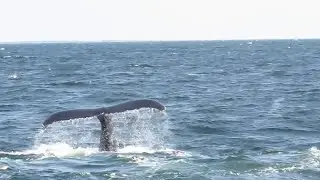 Whale watch in Cape Cod, 8/4/23.