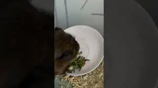 #морскаясвинка