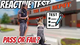Trainer PUTS German Shepherd to the TEST at Home Depot!