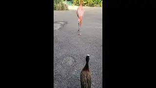 Matt Dillon Flamingles with Our Flock
