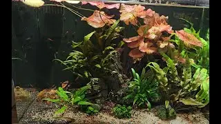 Shrimp tank - 6 March 2024
