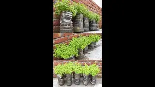 Very unique way of growing Mint in water . How to grow mints cutting in water