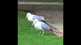 Vine - Birb gett teh good