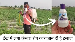 इँख की मैन कुप्पल सुख रही है तो बड़ी समस्या है। कंसवा रोग का एक ही इलाज कोरजन की स्प्रे।