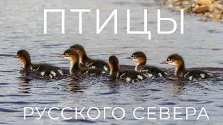 Птицы русского севера - Архангельская область | Birds of russian north