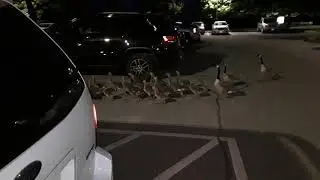 Cute Canadian Geese babies (Canada Goose)