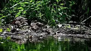 Жизнь на Вифанском пруду продолжается. Nikon Z50