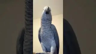 Gosha the Parrot 
