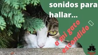 Sonidos para atraer a tu gato cuando se esconde 🗣️