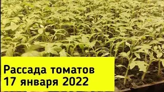 Рассаде томатов 14 суток.