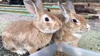 Are these beautiful bunnies family members?