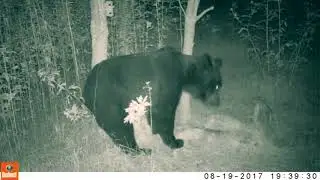 シカわなを仕掛けてみたら…クマが