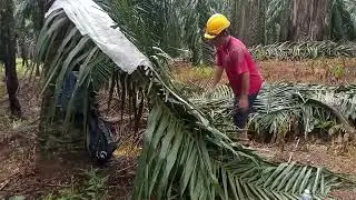satu minggu kerja sawit pemula