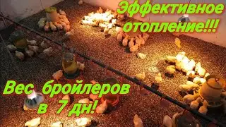 Эффективное отопление, вес бройлеров в 7 дн, как цыплята набирают вес!!!