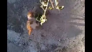 sweet cat playing