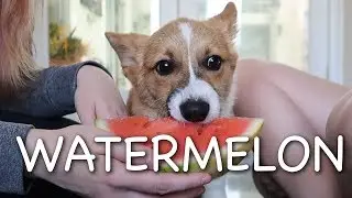 Giving my dogs WATERMELON for the FIRST TIME