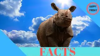 Fun Rhino Facts!