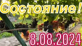 Состояние винограда в августе!