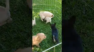 Filhotes disponíveis - Chihuahua