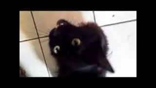 Licorice meow