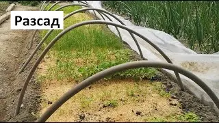 Разсад на градинар